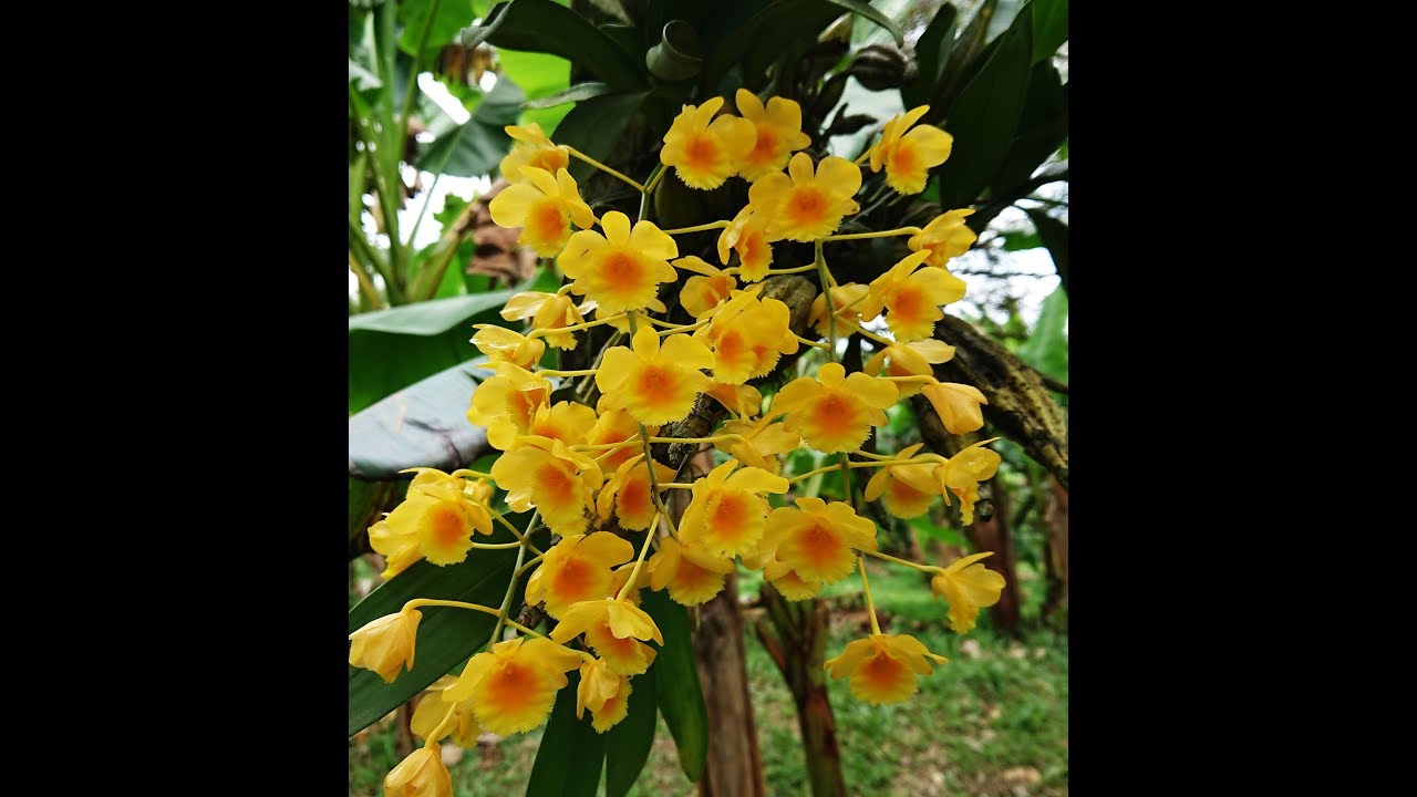 เอื้องคำ Dendrobium chrysotoxum,Fried-egg Orchid,Golden-bow Dendrobium