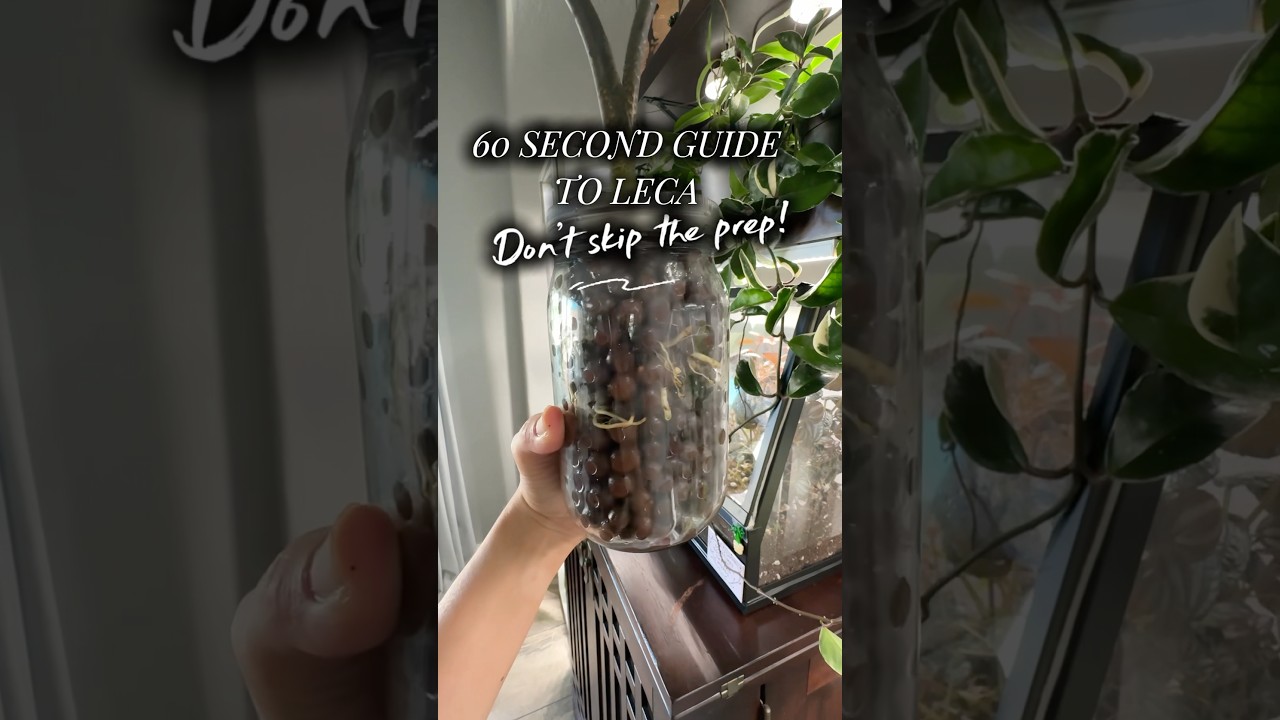 When using LECA, you CANT SKIP THE PREP! #leca #planttips #plantcare #houseplants