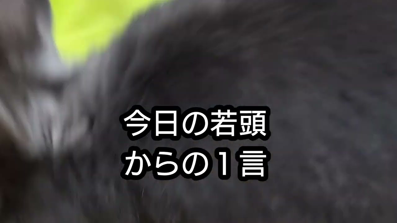 ＃うさぎ＃ネザーランドドワーフ＃ひとりぼっちじゃない　若頭の今日の１言