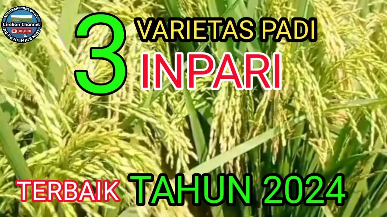 3 varietas Inpari yang banyak disukai petani || Inpari tonase tinggi