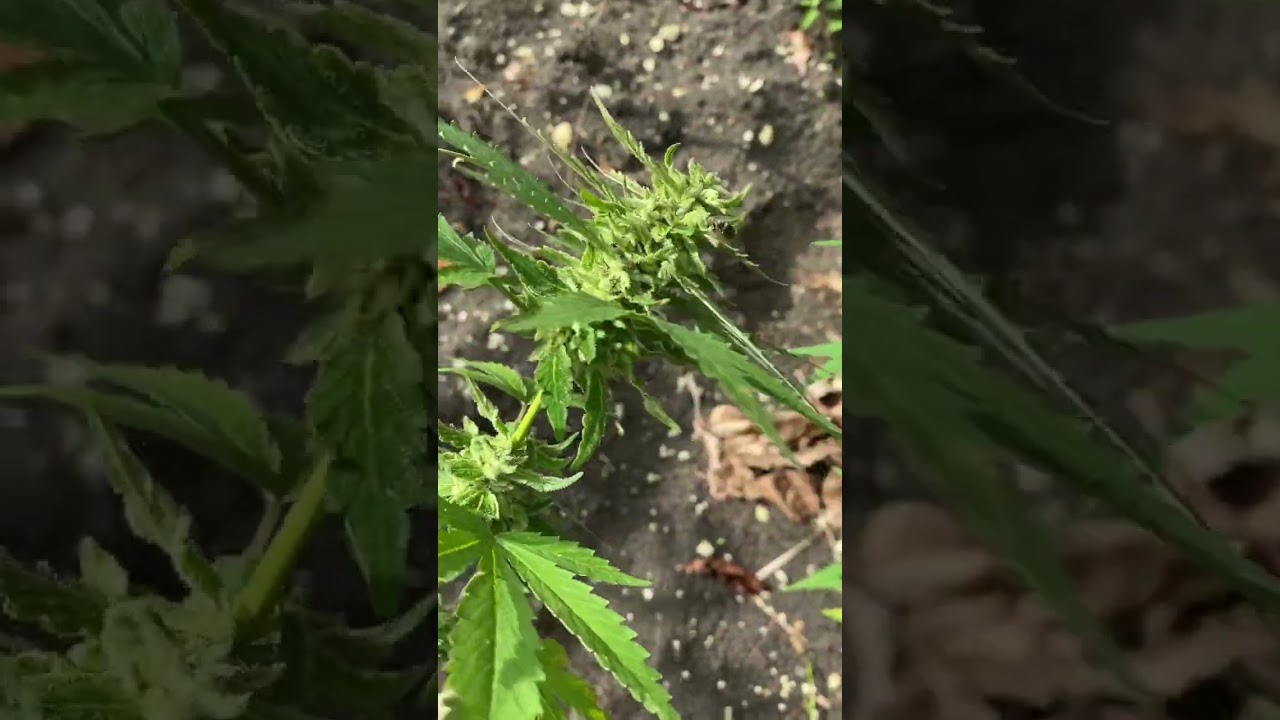 Purple Skunk Weed
