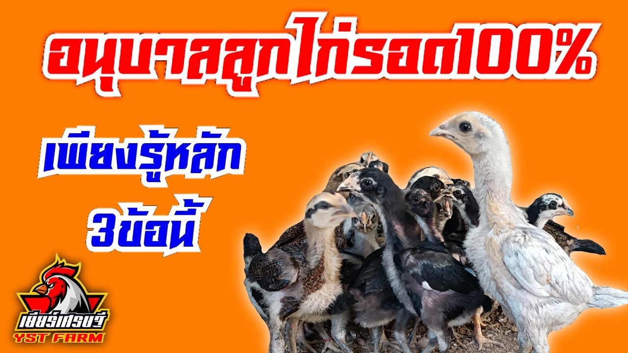 วิธี เลี้ยง อนุบาล ลูกไก่ให้รอด