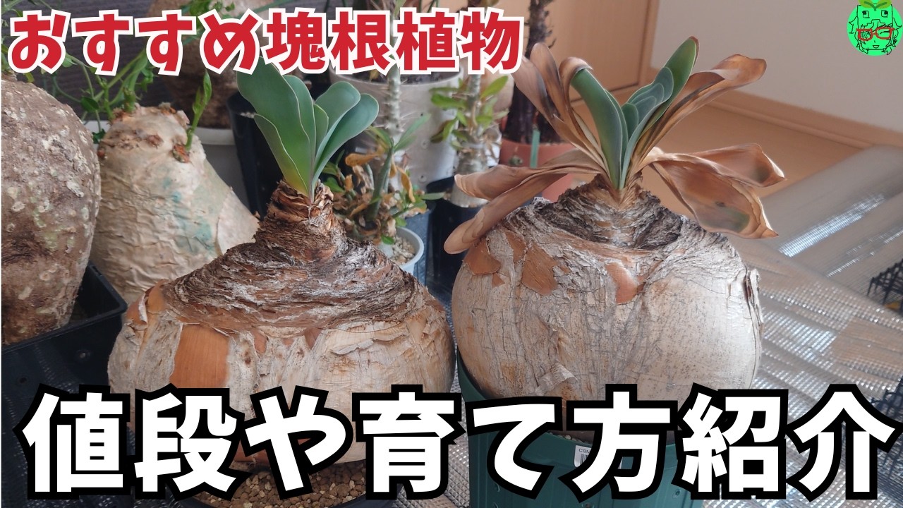 【初心者さんにもおすすめ】塊根植物ブーファン・ハエマンソイデス（Boophone haemanthoides)の価格や育て方の紹介です　初心者さんにも育てやすい塊根植物　塊根植物育て方　塊根植物冬越し