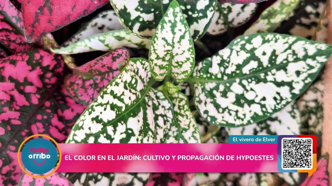 El COLOR en el JARDÍN: Cultivo y Propagación de Hypoestes