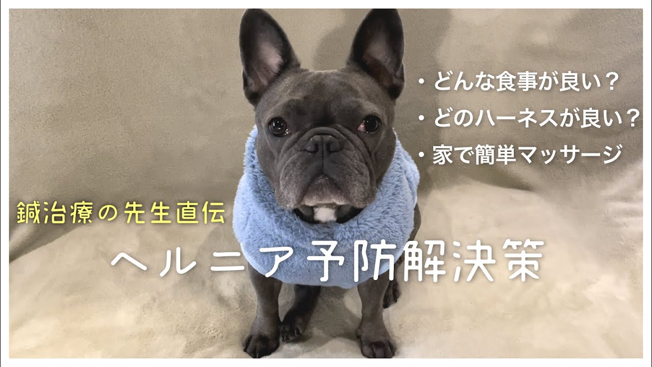 犬のヘルニア症状予防解決策【マッサージ・ハーネス・食事】