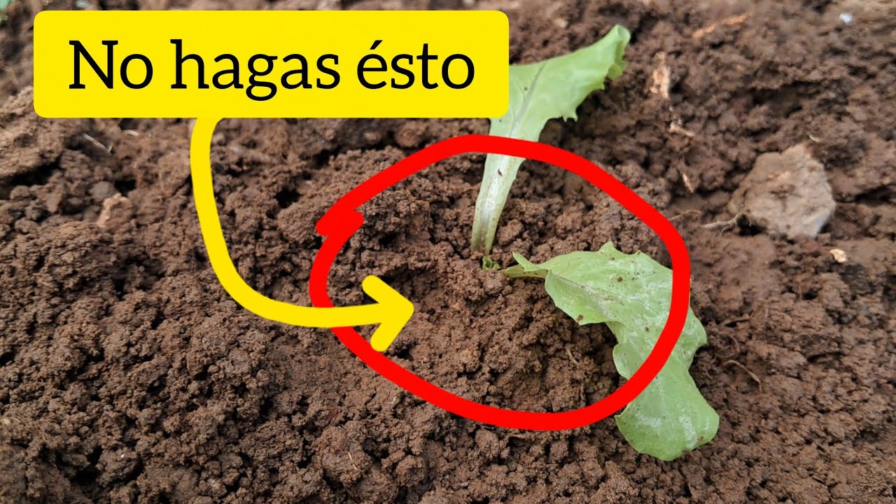 Evita ESTE ERROR al SEMBRAR tus LECHUGAS 🥬[siembra PASO A PASO] 