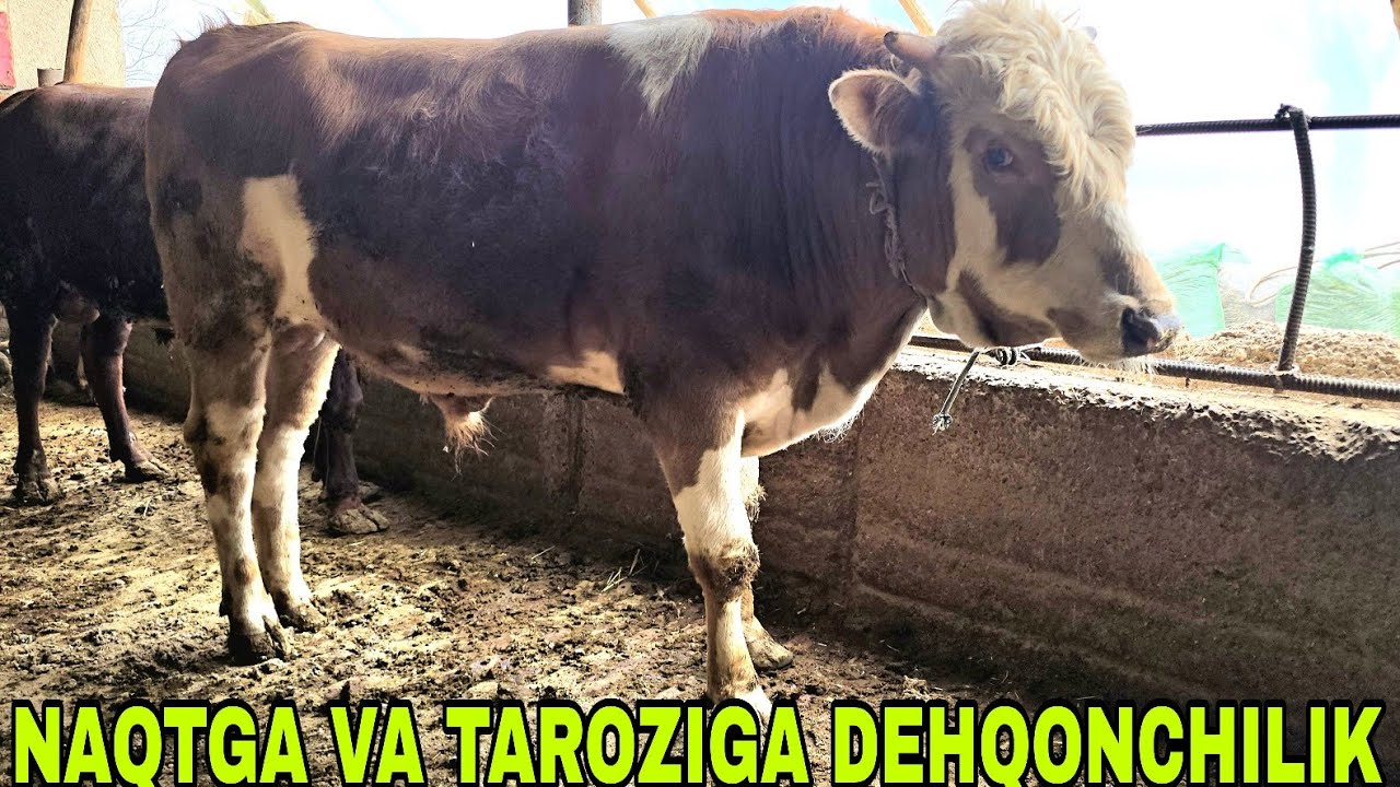 1 chi martta Mexriddin akani fermasidan DEHQONchilik taroziga yoki tik oyoqqa 14 марта 2026 г.