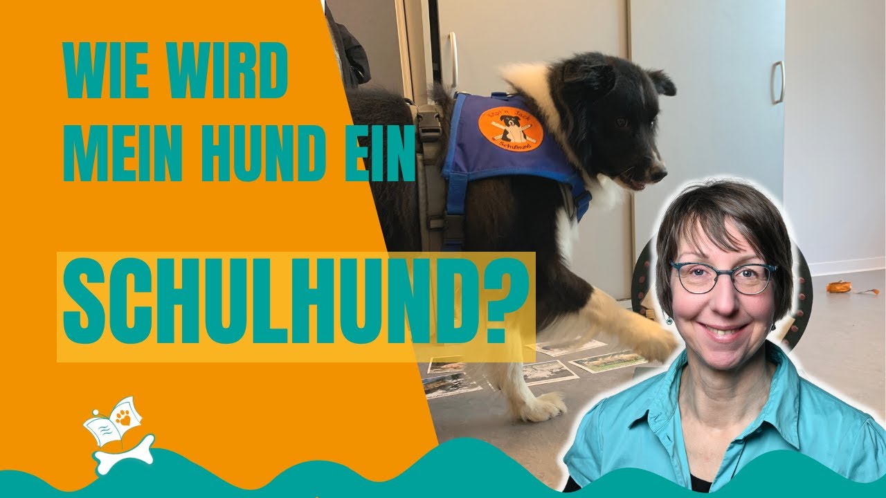 Mit dem Hund in die Schule: Voraussetzungen und Organisatorisches für einen Schulhund