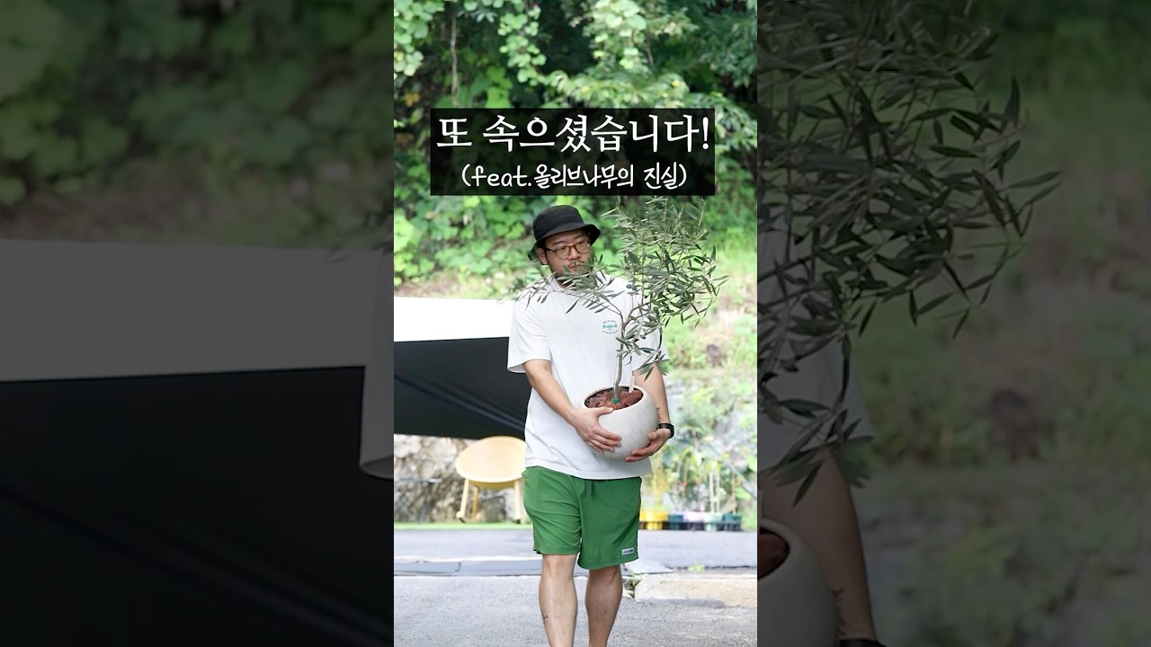또 속으셨습니다..｜올리브나무 키우기 물주기 잎마름