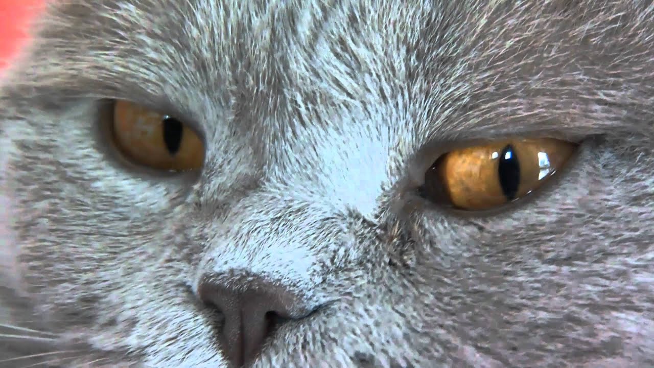 Dirty Dubstep Cat