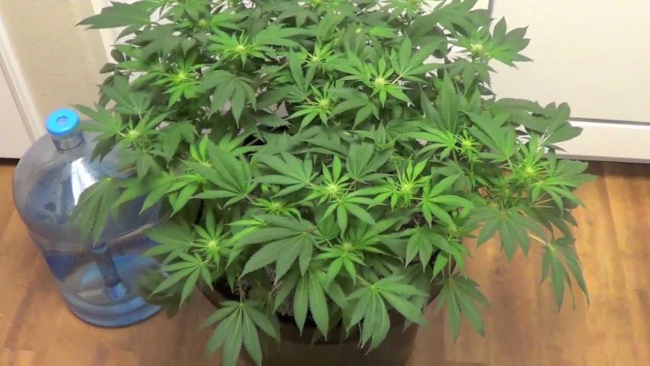 Cannabis 