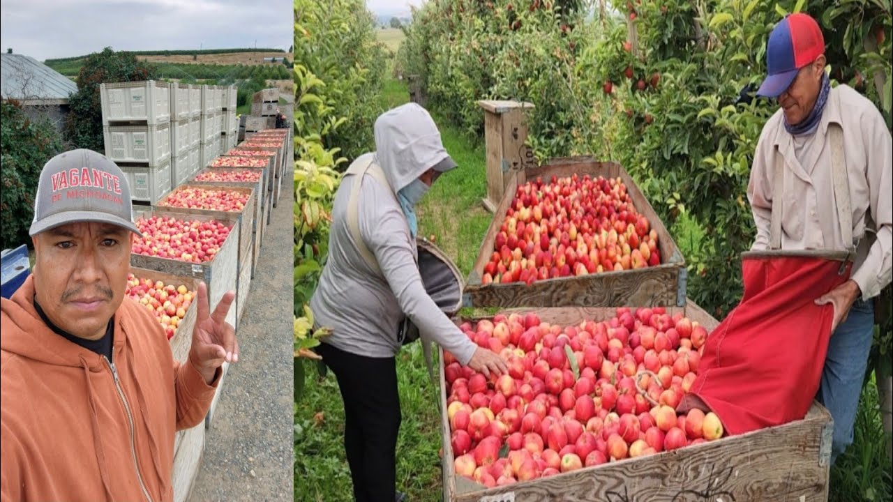 El primer Día De Cosecha De Manzana 🍎 Gala En Washington así Comienza