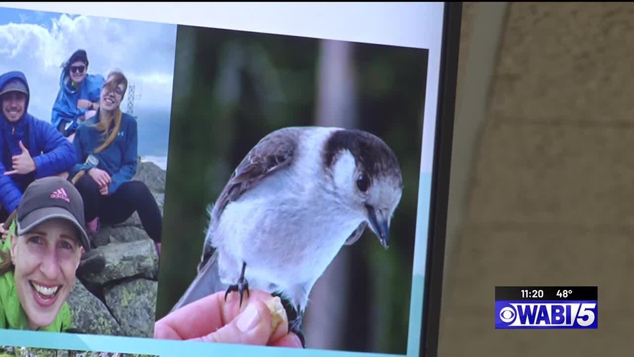 Study looks at effects of human interaction with Canada Jays
