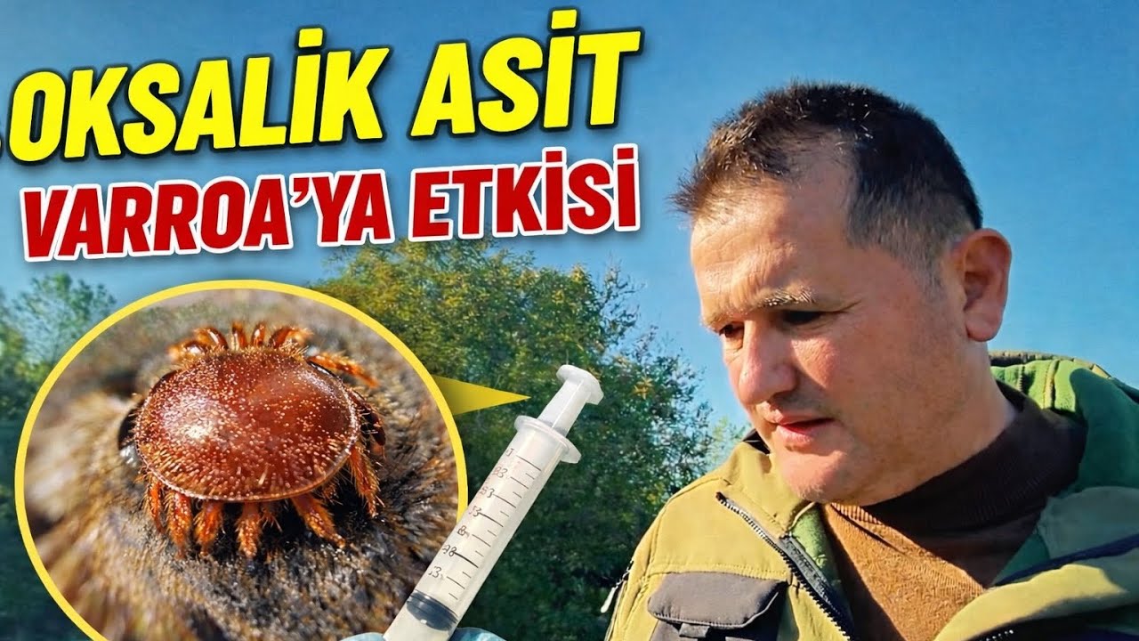 Oksalik Asit Uyguladım! Vaka Sonucu ve Gerçek Etkisi 🐝 | Varroa Mücadelesi