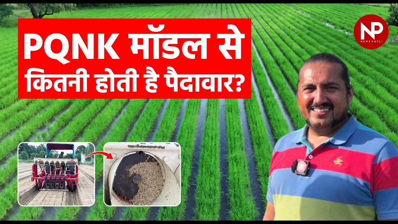 Kheti का PQNK Model में पैदावार कितनी होती है? Harvesting Part-3 || DSR Paddy Farming #farmingvideos