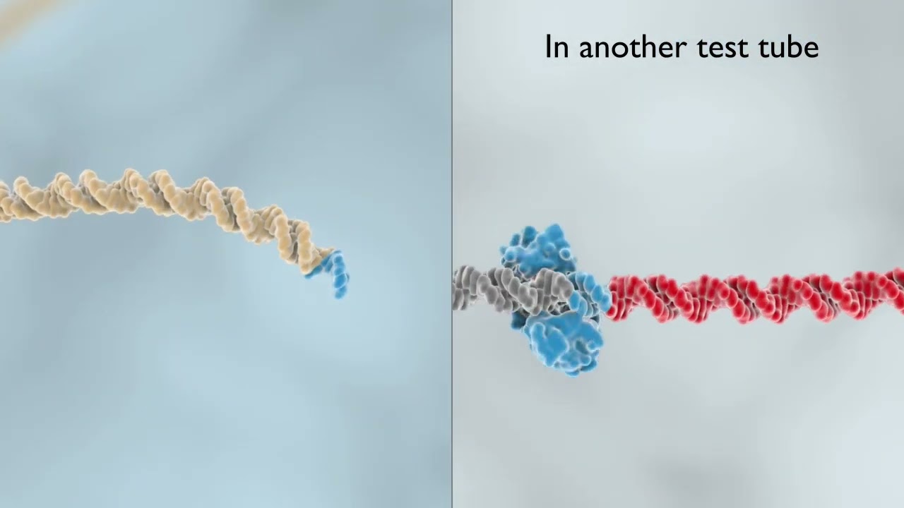 Creating a Recombinant Plasmid in ABE