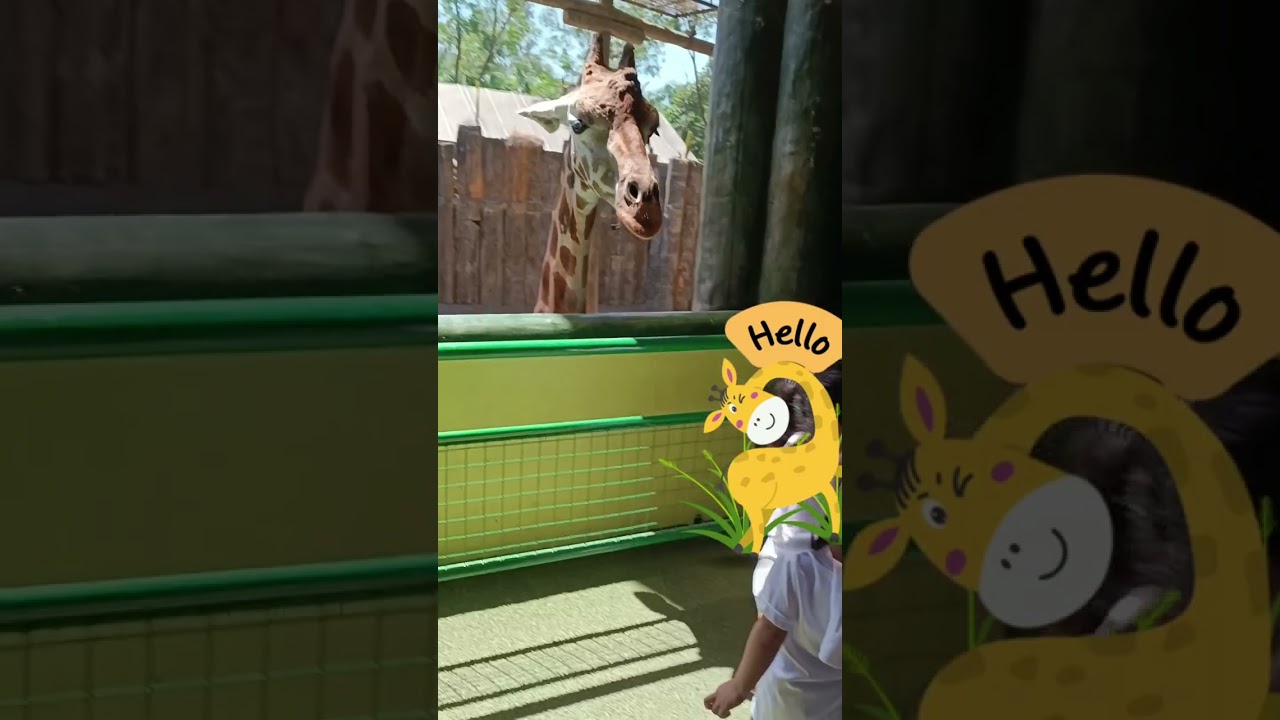 Avilon Zoo 2024 Feeding Giraffe Experience A Day Care Field Trip