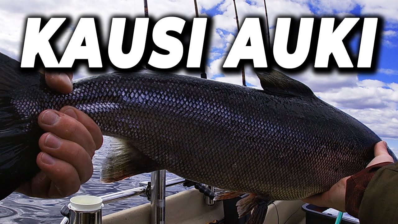 76cm JÄRVILOHTA KAUDEN ALKUUN! | AVOVESIKAUDEN AVAUS 2023 | PALATAAN PERUSASIOIDEN ÄÄREEN