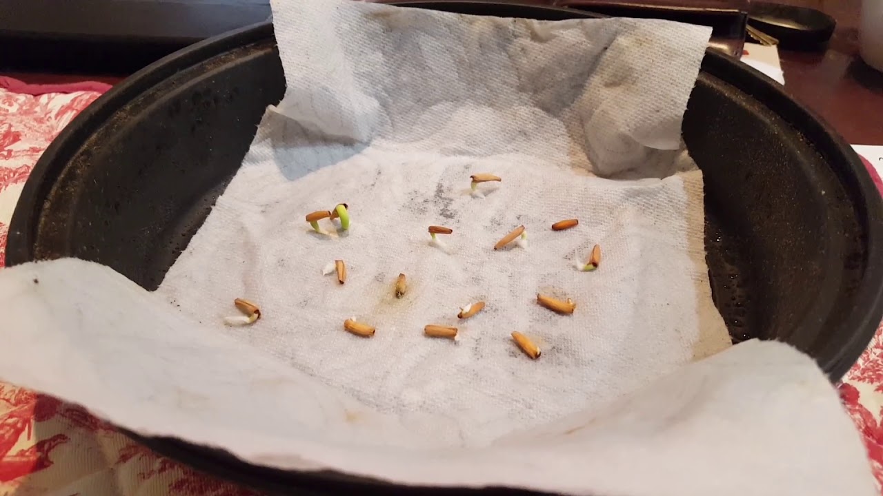 Adenium seedlings germinated with a paper towel method