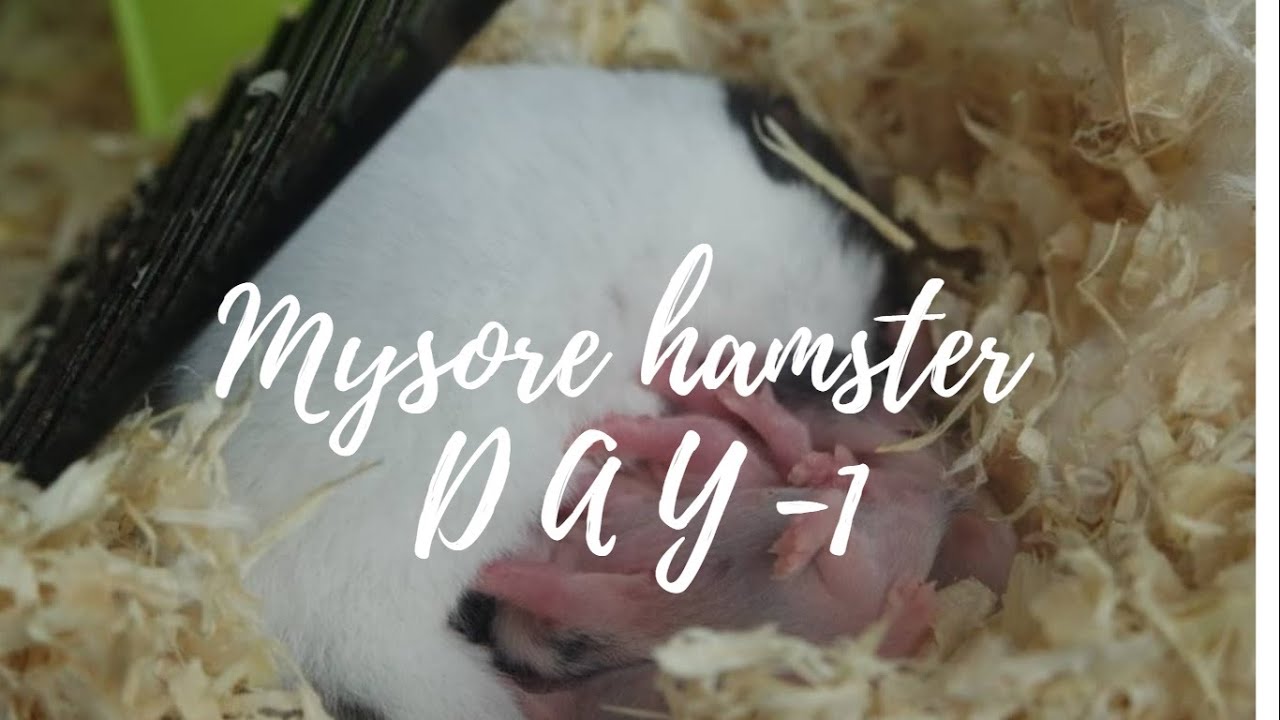 #hamster  #BabyHamster #HamsterBaby Hamster Babies Growing Up - Day 1 /  Day 20 Best Moments