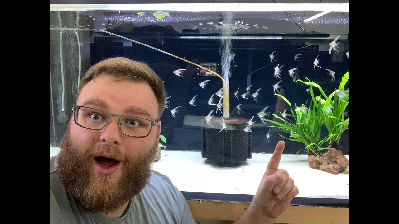 Orinoco Altum - Angelfish in Love Part 6