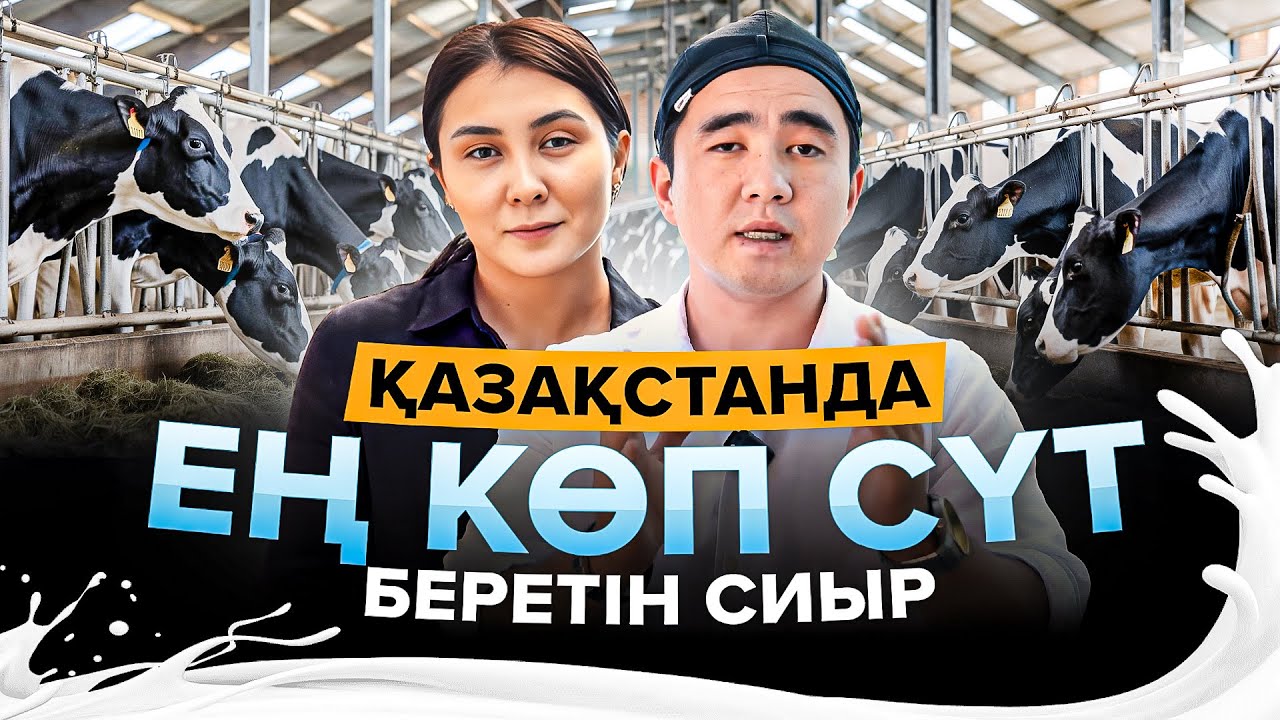 Күніне 40 литр сүт беретін сиырлар. Мал Шаруашылығы