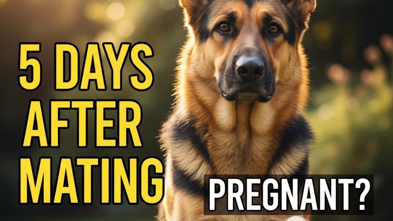 German Shepherd Mating ke baad pehle 5 din: Kya khilayein aur kya nahi?✅
