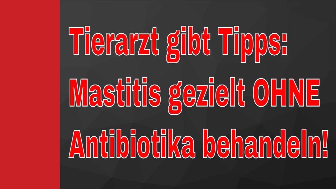 Mastitis bei Kühen: Wie Milchviehbetriebe Euterentzündungen gezielt OHNE Antibiotika behandeln!