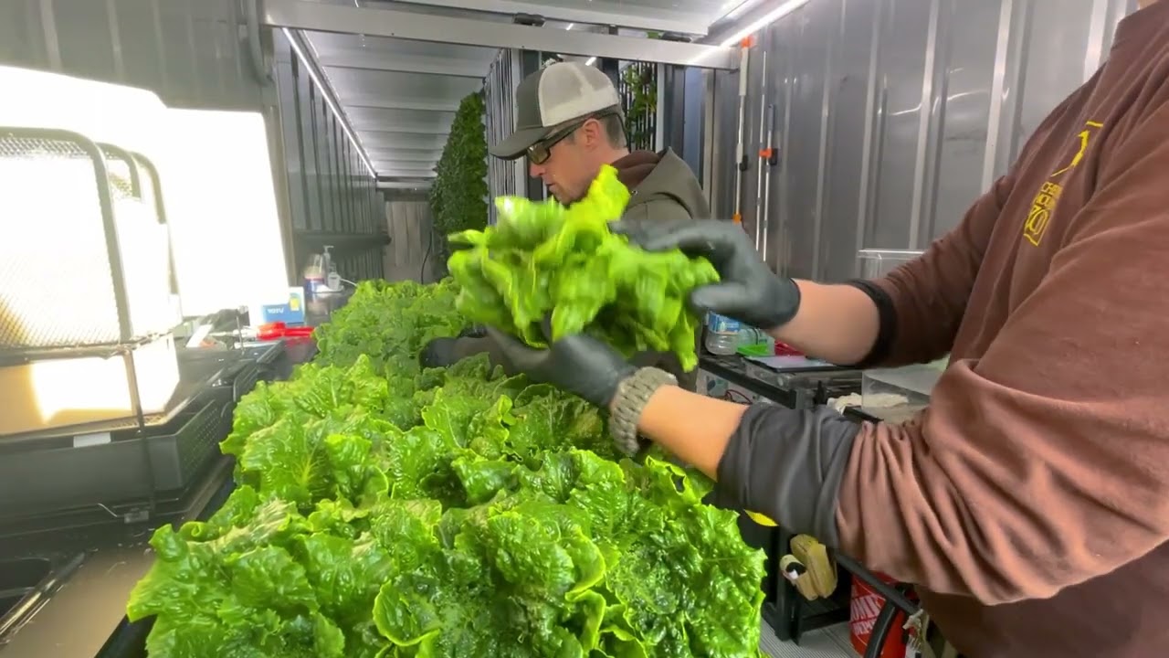 New Shipping Container Farm Produces its First Crop