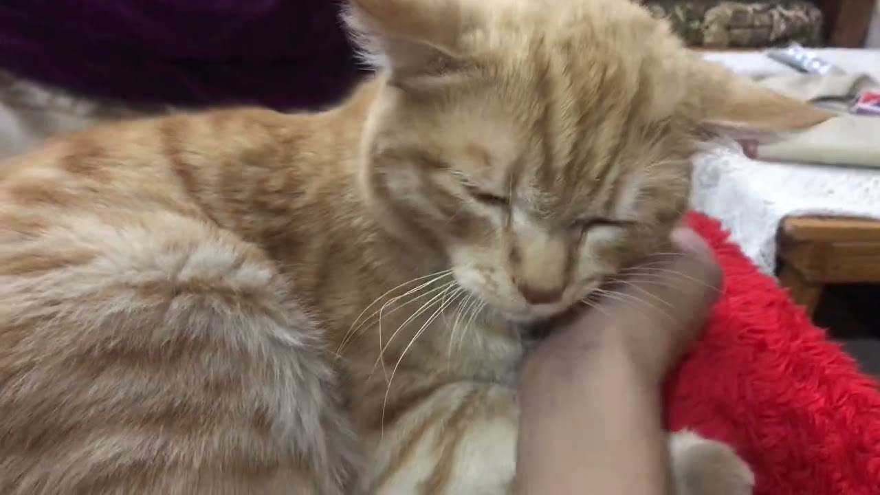 Mani is purring #kitten #play #cute #pet 
