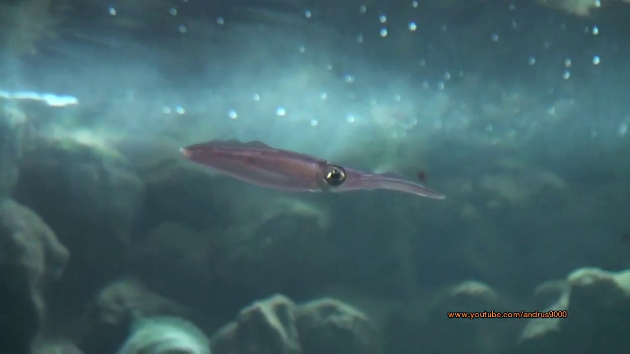 Acquario di Napoli | Stazione Zoologica Anton Dohrn | HD