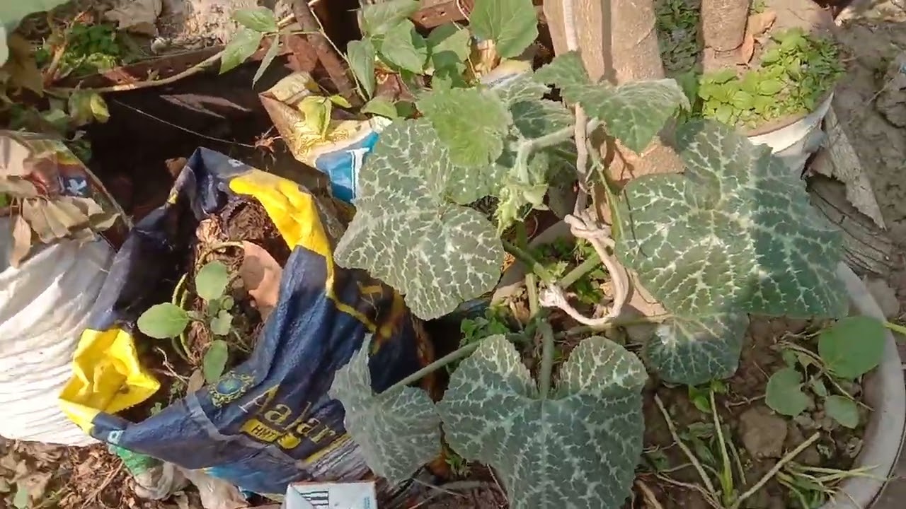 আমার ছাদ বাগানে সুন্দর ফুল,ফল,শাক সবজী হয়েছে।