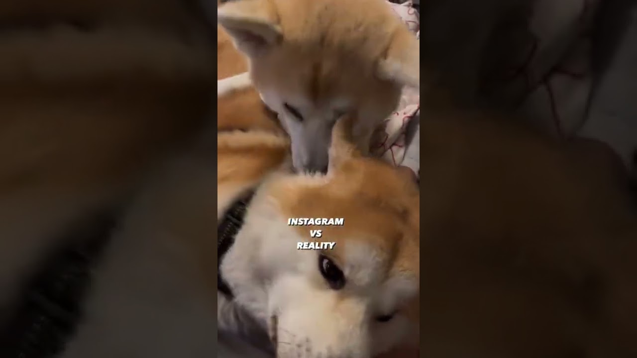 Instagram VS Reality 😂 | #akitainu #dogs