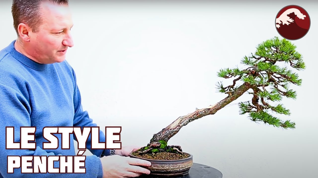 Le Style Shakan ou Penché en Bonsaï 🌱 NEJIKAN BONSAI 🌱