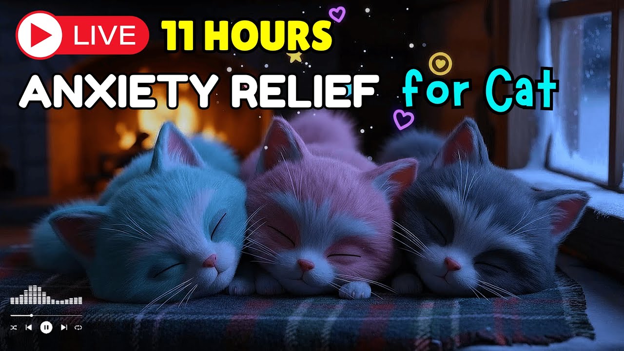 Cat Can’t Relax? Try This! 🐾💤 Soothing Music Mix with Soft Piano