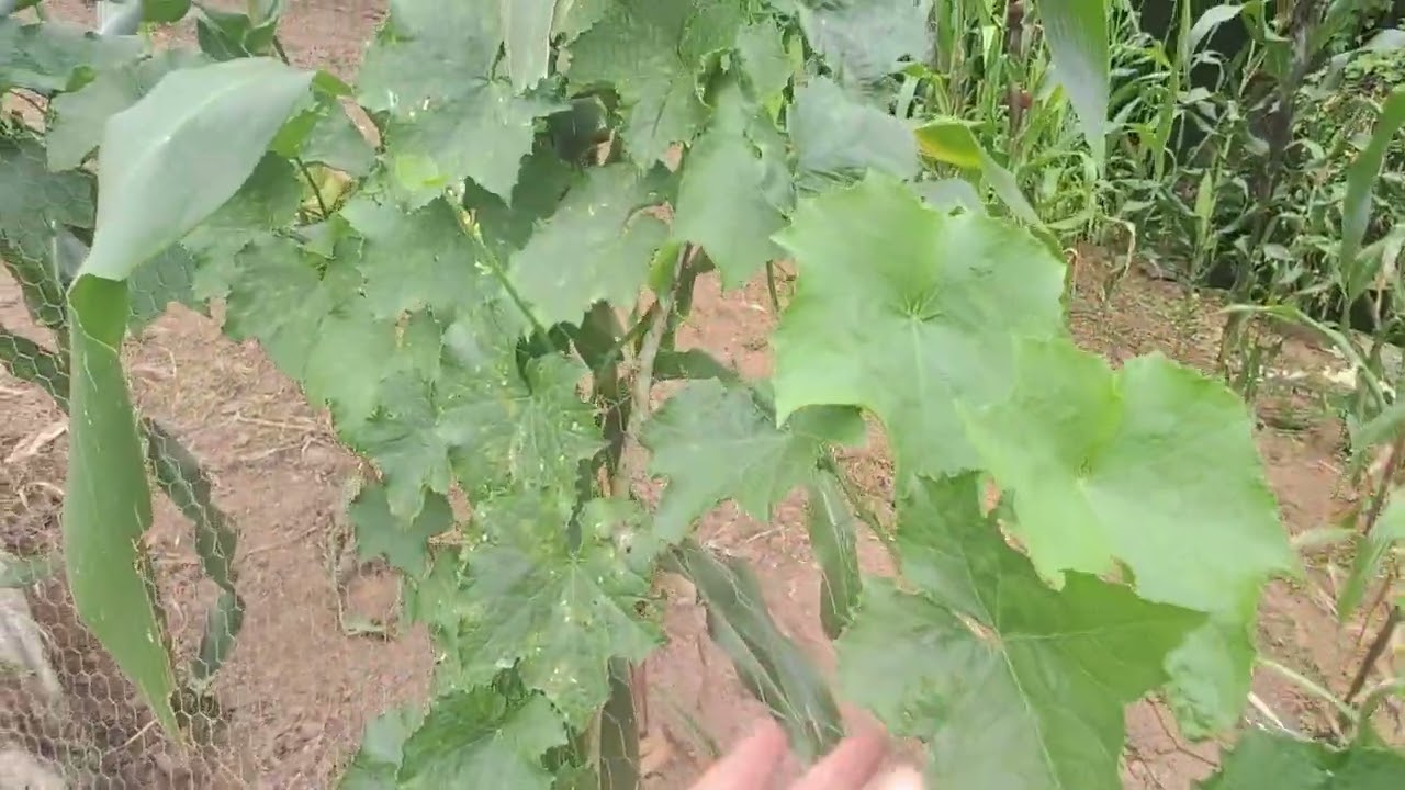 Nossa pequena Horta
