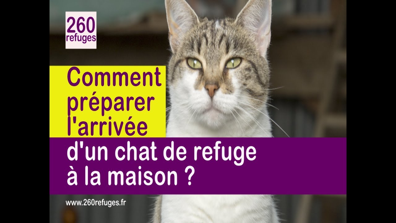 5 conseils pour pr&eacute;parer l&rsquo;arriv&eacute;e d&rsquo;un chat de refuge &agrave; la maison