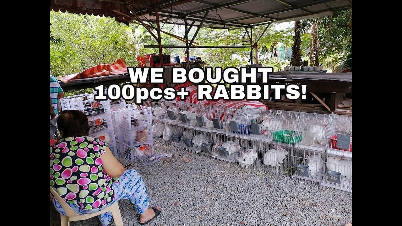 Biñan Organik Farm and Rabbitry| episode 2