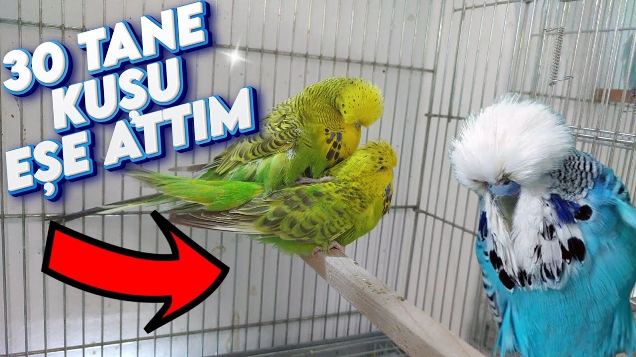 30 TANE MUHABBET KUŞUNU EŞE ATTIM