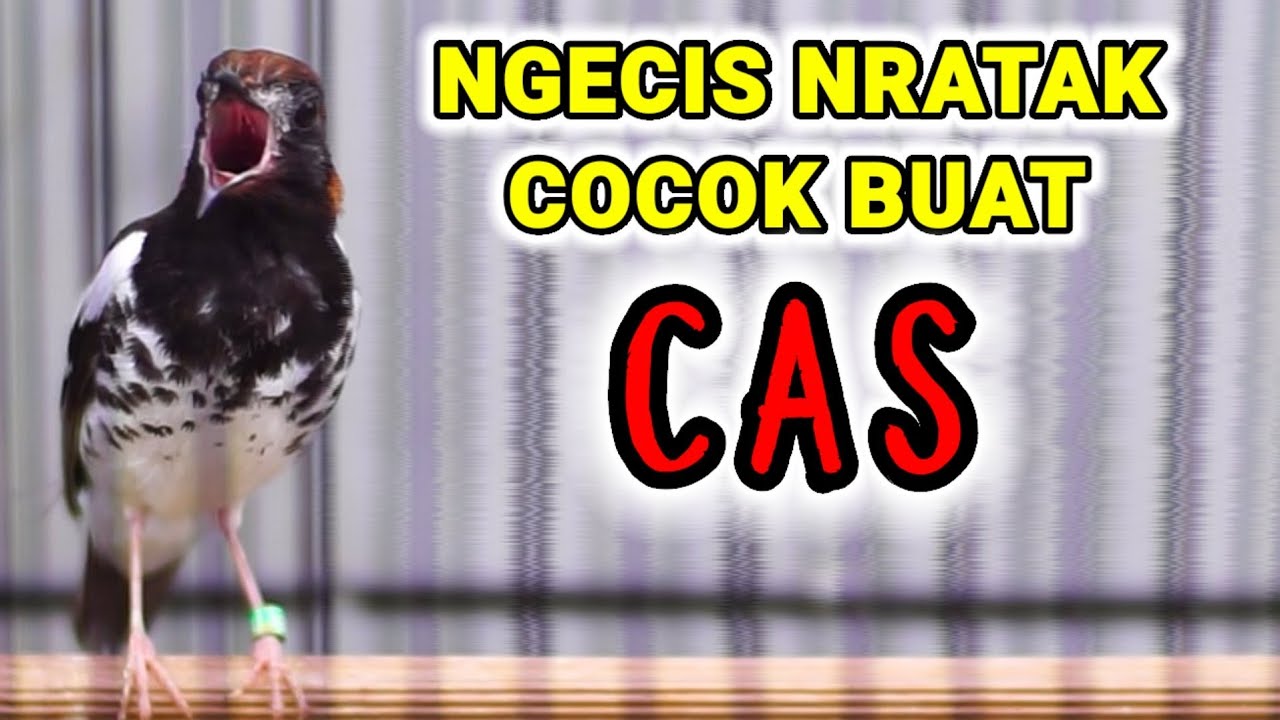 PANCINGAN anis kembang NGECIS NRATAK cocok untuk CAS agar cepat GACOR