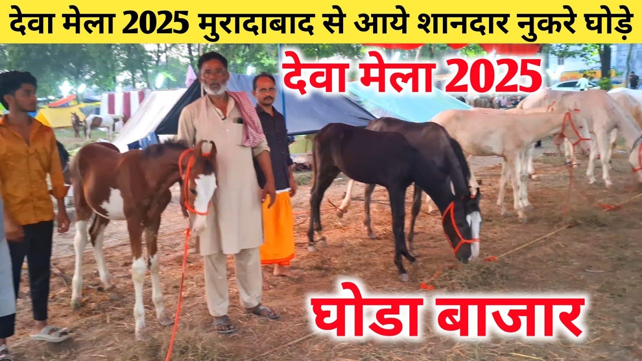 देवा मेला 2025 मुरादाबाद से आये शानदार नुकरे घोड़े 🐴💥 |Dewa Mela Horse market |Deva Sharif Mela 2025