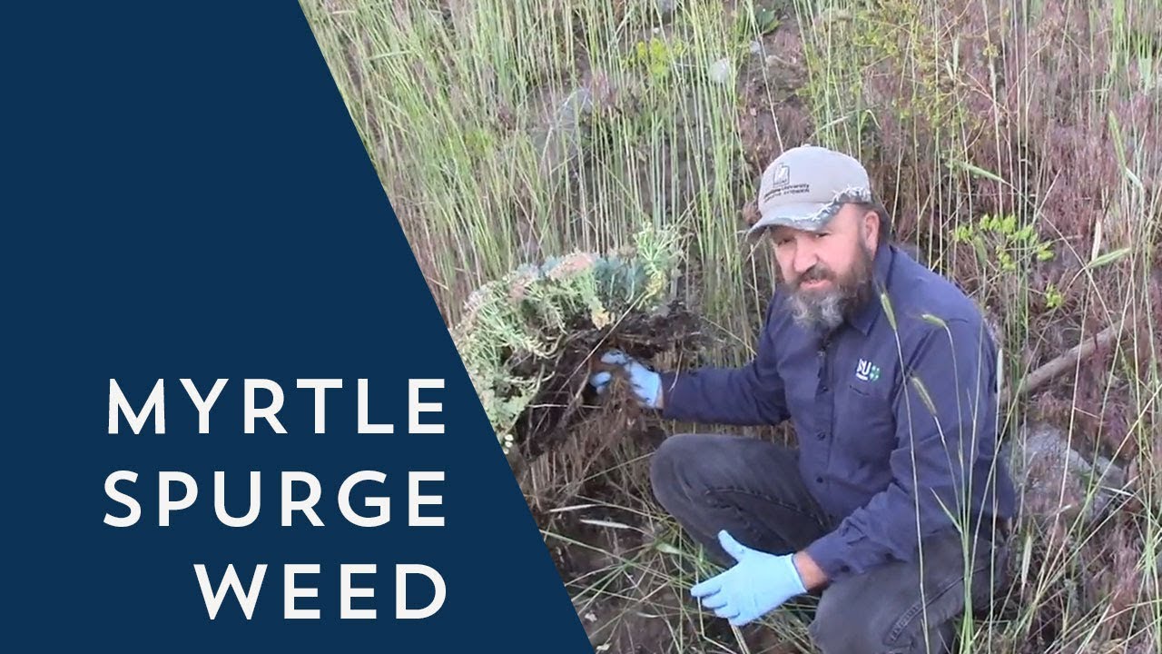 How to Control Myrtle Spurge Weed