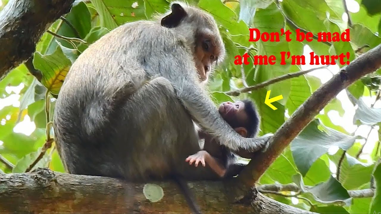 Most heart touching innocent just born baby Calvin gets hurt & maltreated badly by Casi