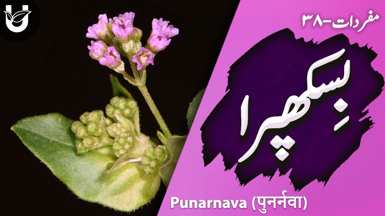 ؓBiskhapra (Punarnava /पुनर्नवा) | بِسکھپرا