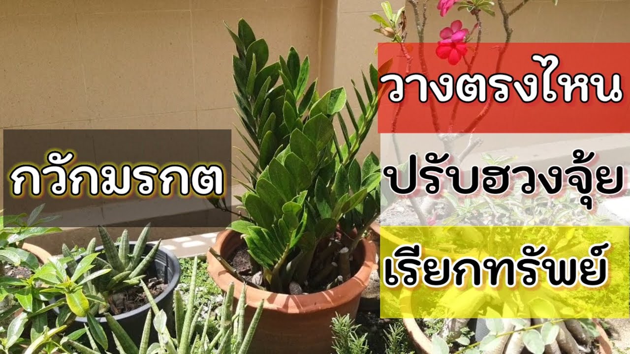 กวักมรกต เรียกทรัพย์ เสริมฮวงจุ้ย วางตรงไหนดี?