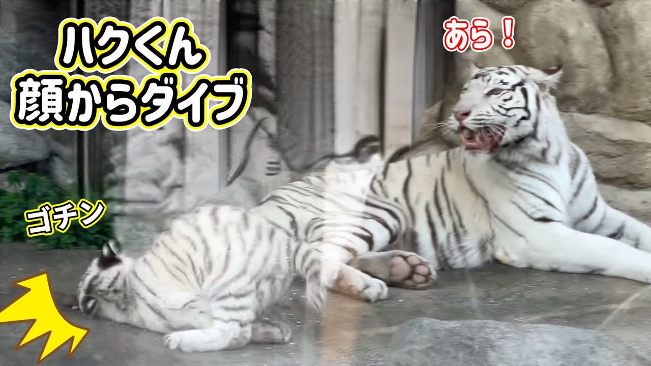 ママもう少しハクくんに優しくしてあげて😅　4月10日 東武動物公園　ホワイトタイガー赤ちゃん