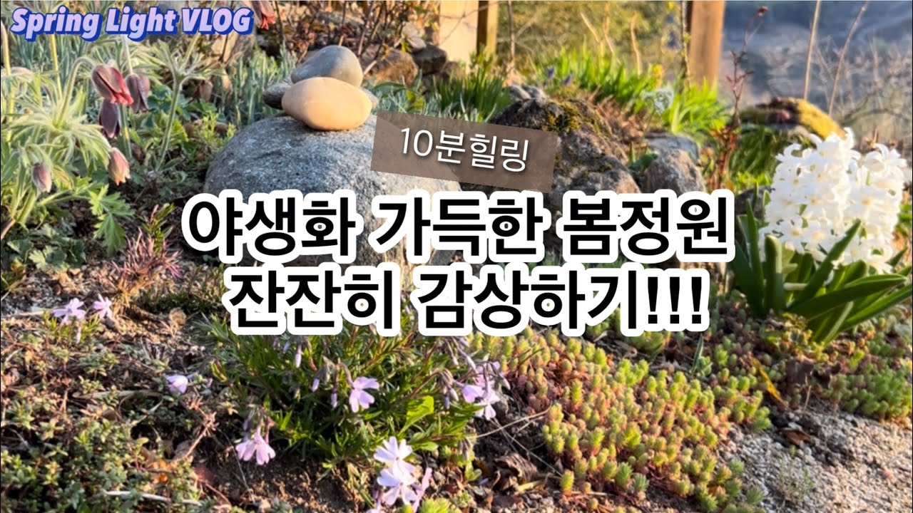 봄빛가드닝- 봄빛으로 채워지는 야생화 정원!!!/정원가꾸기/정원꾸미기/야생화