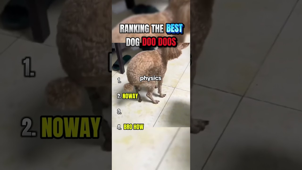 Ranking Dogs Pooping: Funniest Moments Caught on Camera! 🐶💩