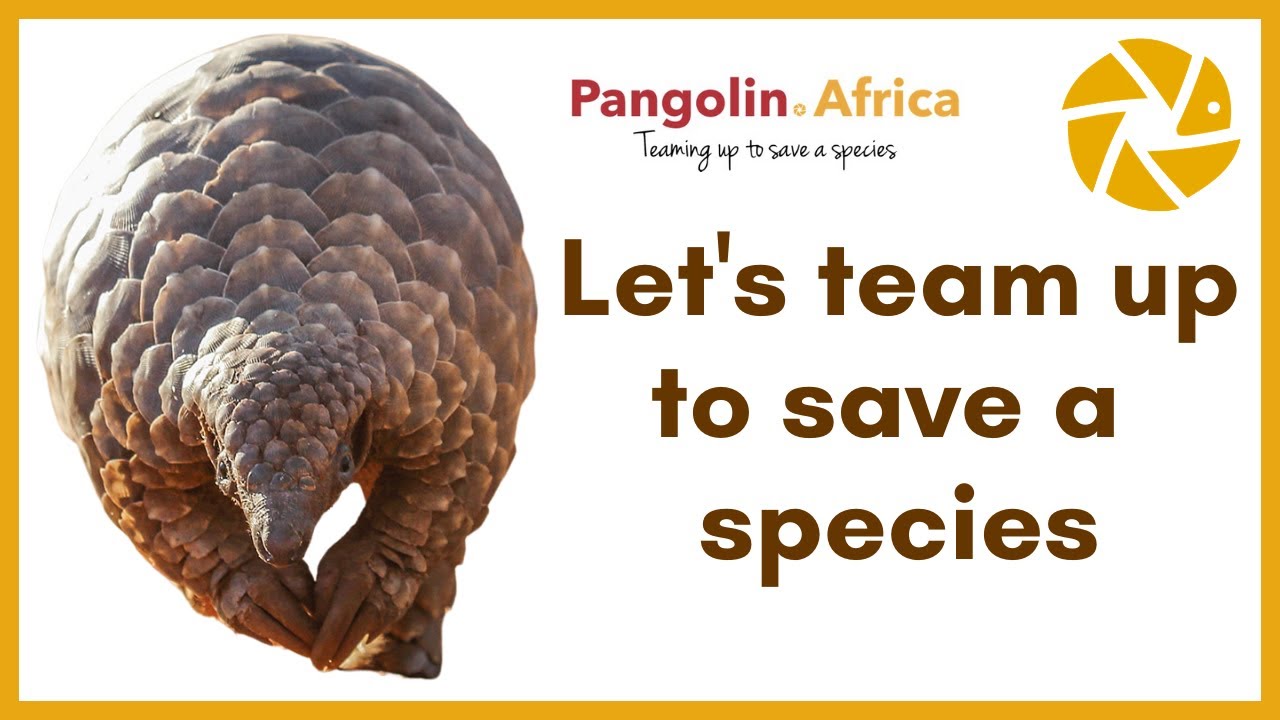 World Pangolin Day 2021.