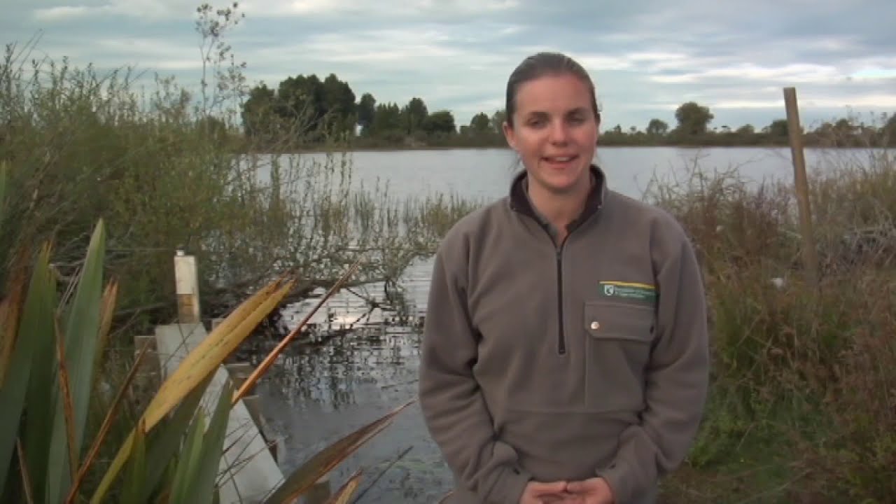 Meet the Locals: Pest fish